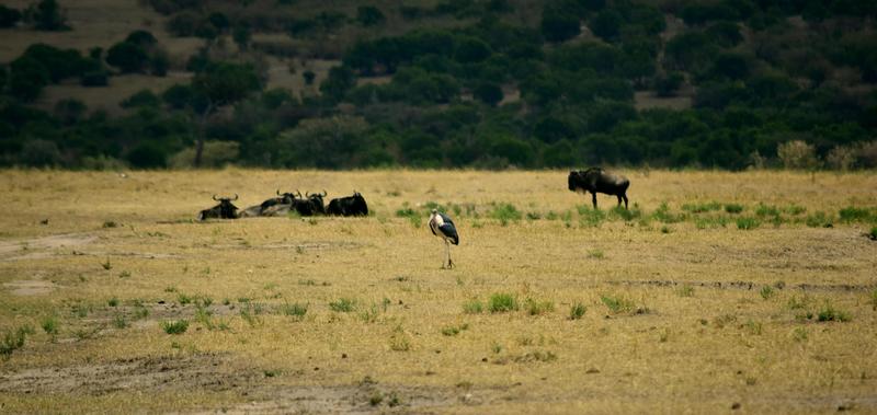 Mis días de safari en Uganda, Kenia y Zanzíbar.. Os lo intento contar - Blogs de Africa Este y Centro - Masai Mara.. Primer contacto (7)