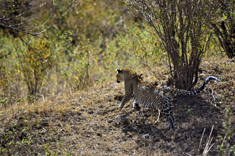 Mis días de safari en Uganda, Kenia y Zanzíbar.. Os lo intento contar - Blogs de Africa Este y Centro - Recorremos Masai Mara de un extremo a otro.. ¡Qué lugar! (32)