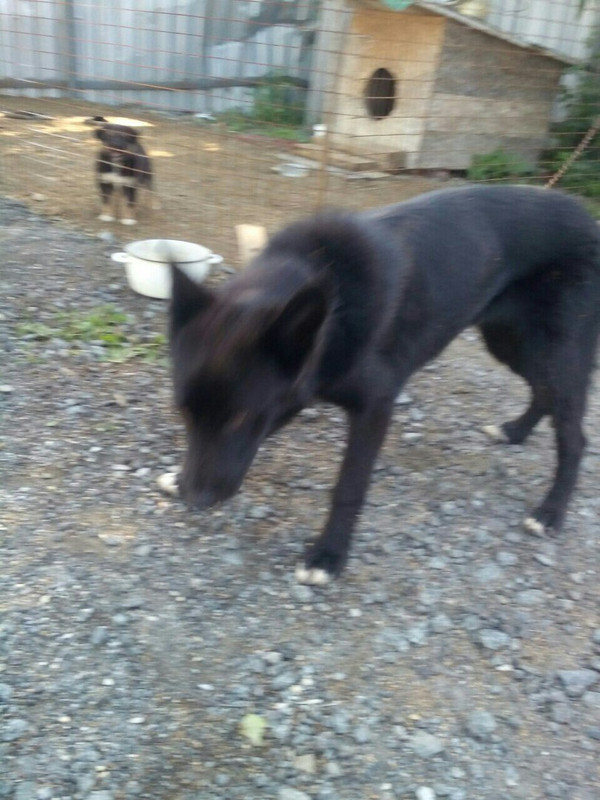 Потеряна собака московская область. Потерянные собаки. Потерялась гончая собака Рощино. Потерянные собаки в Апшеронском районе. Потерявшие собаки в Тосно.