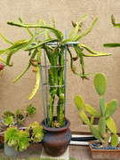 dragon fruit plant in pot