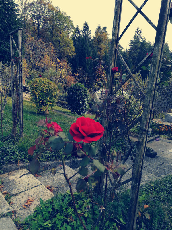 Slika