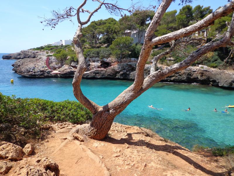 Mallorca 2012 - Blogs de España - Playa del hotel y alrededores (1)
