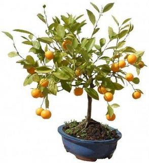 cura-bonsai-di-mandarino_O2
