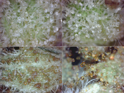 trichomes milky