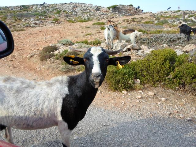 Xoringuer y Punta Prima - Menorca 2013 (3)
