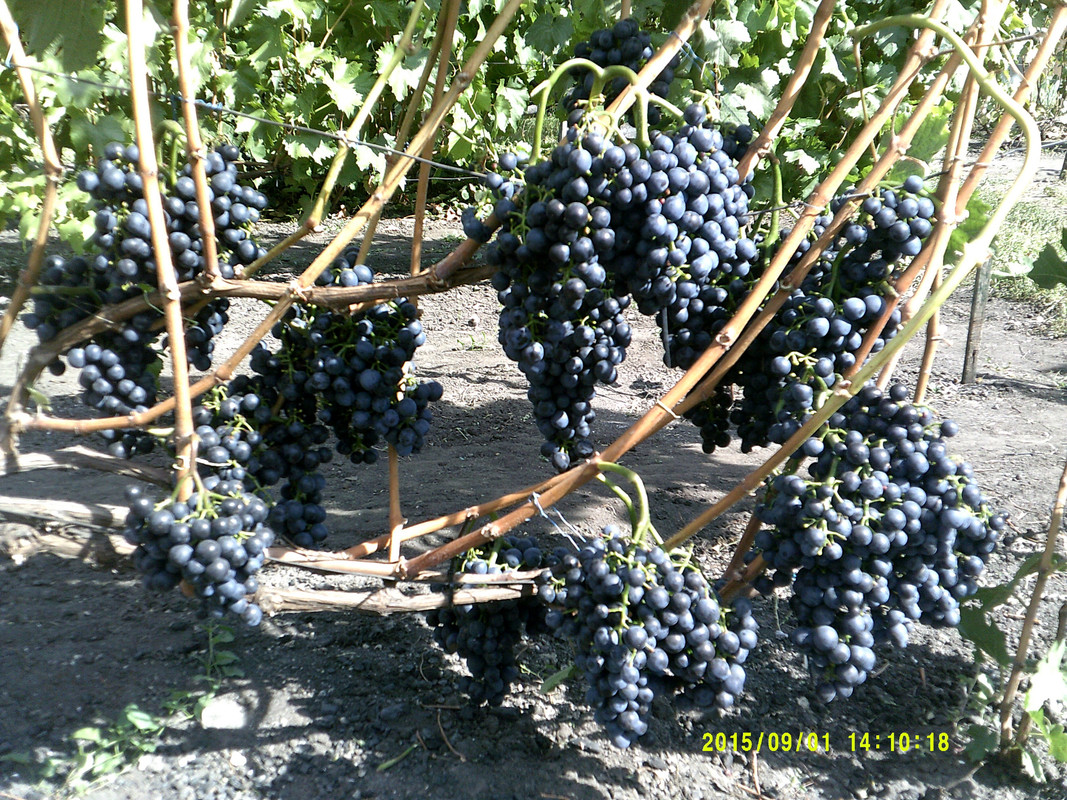 Мукузани виноград