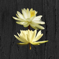 Soul Lotus